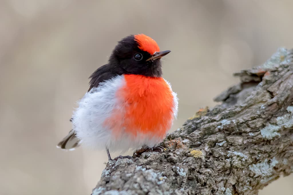 Red-capped Robin