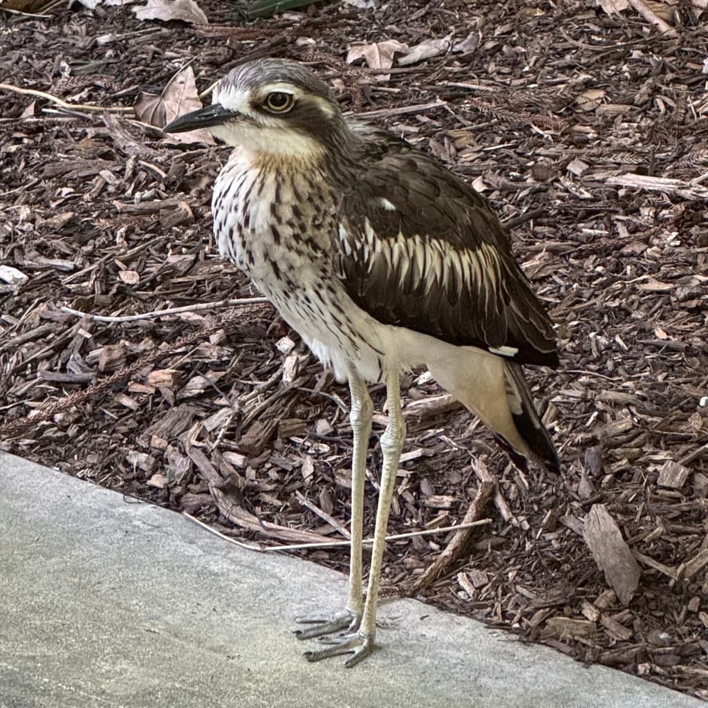 Bush Stone-curlew