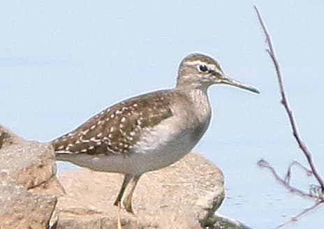 Wood Sandpiper
