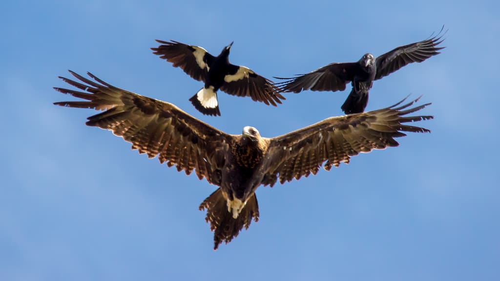 Wedge-tailed Eagle