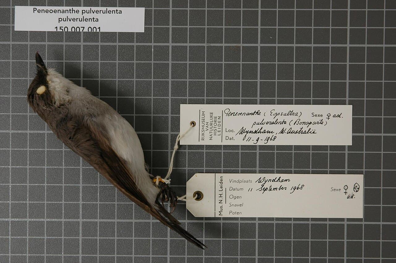 Mangrove Robin