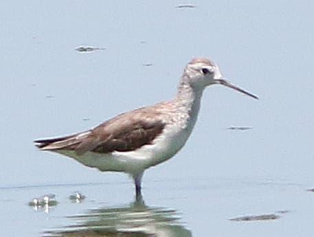 Marsh Sandpiper