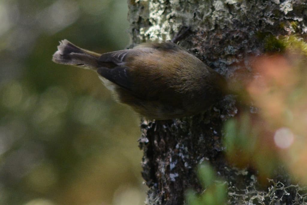 Scrubtit