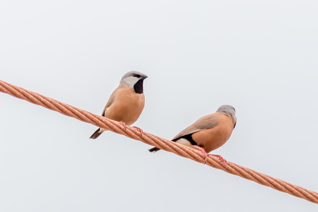 Black-throated Finch