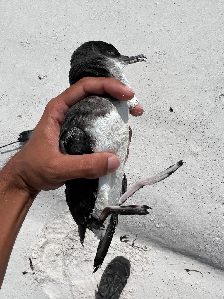 Fluttering Shearwater