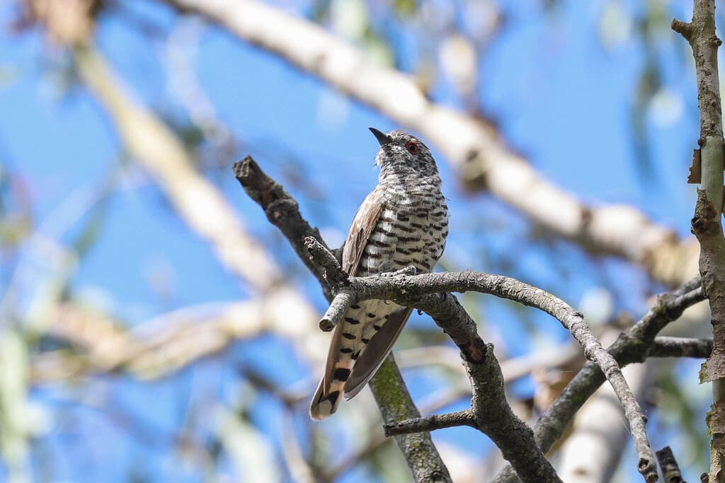 Little Bronze Cuckoo