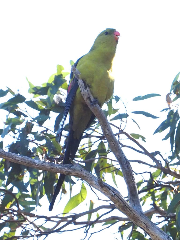 Regent Parrot