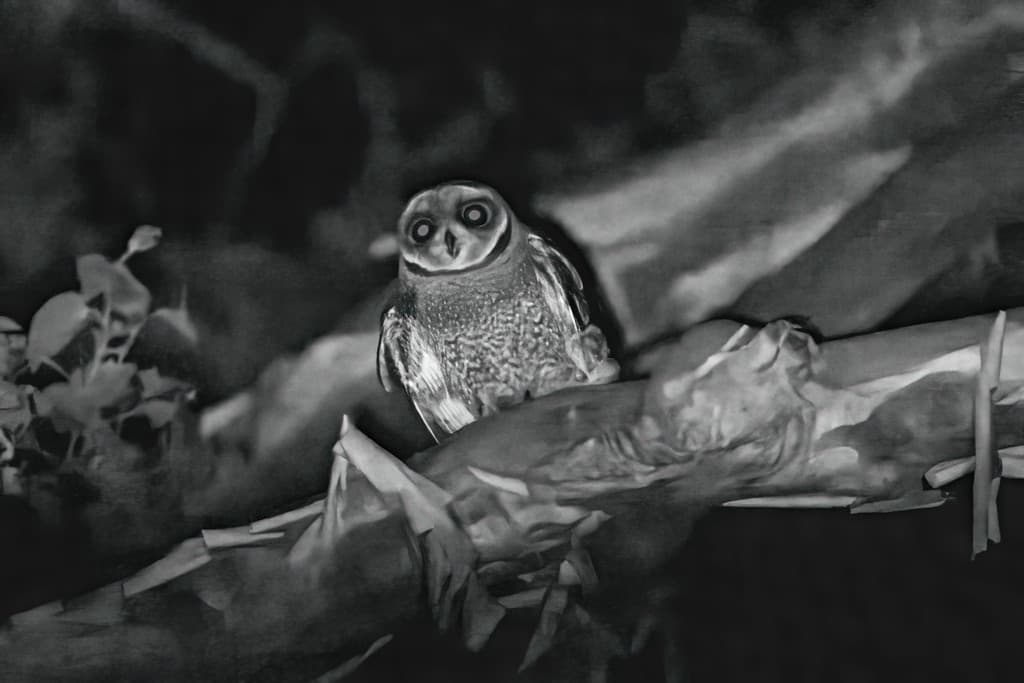 Lesser Sooty Owl
