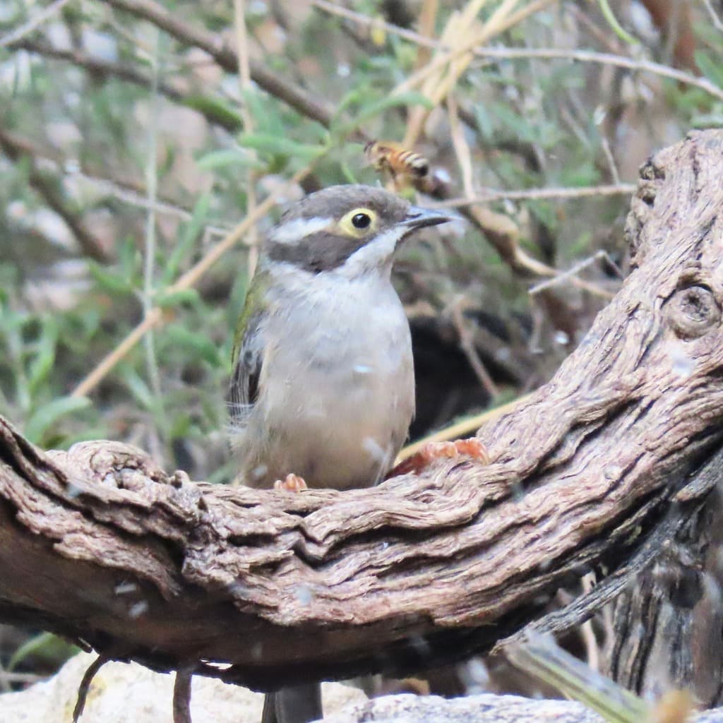 Brown-headed Honeyeater