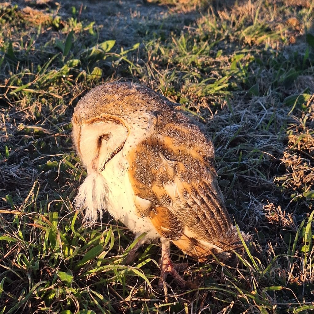 Eastern Barn Owl