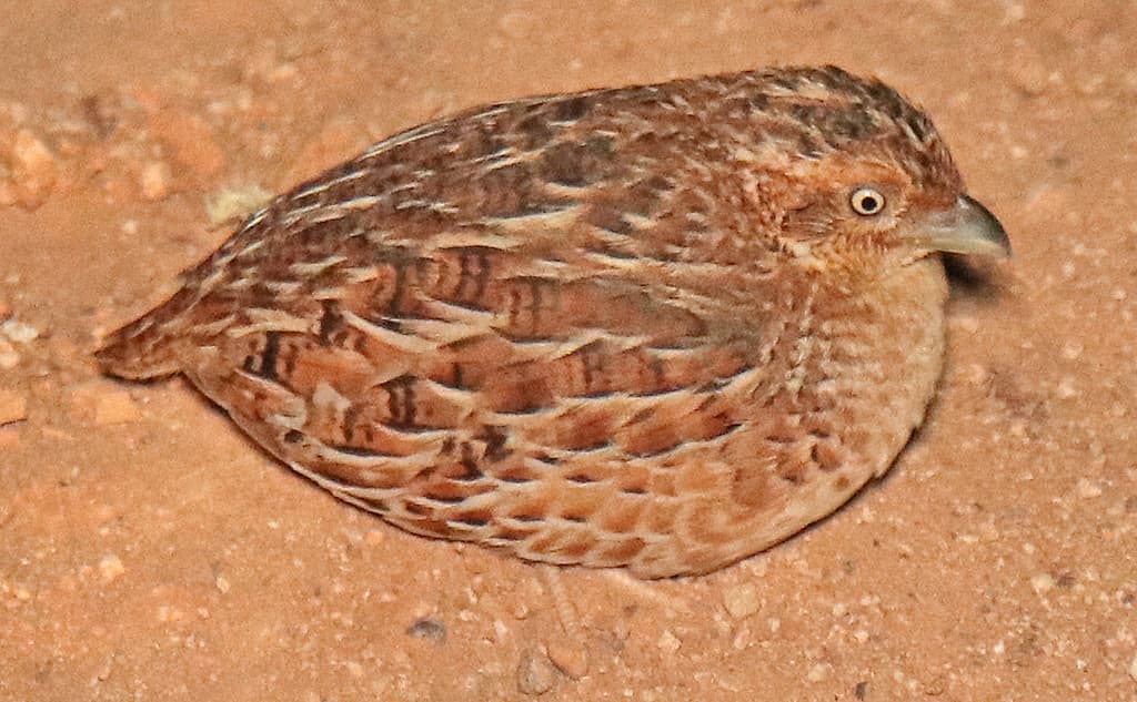 Little Buttonquail