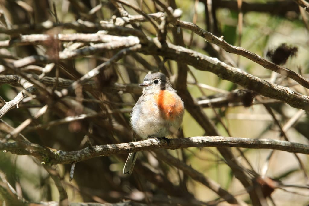 Norfolk Robin