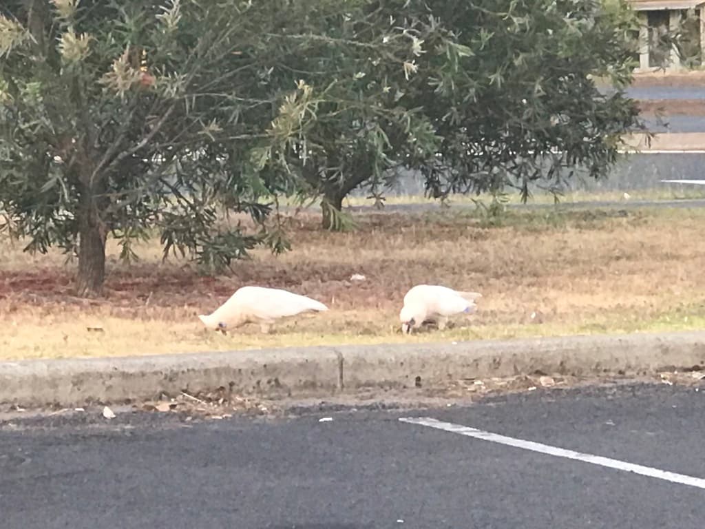 Western Corella