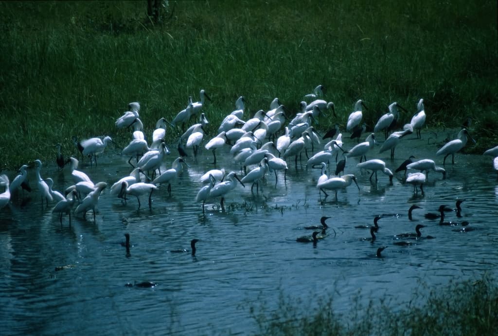 Pied Heron