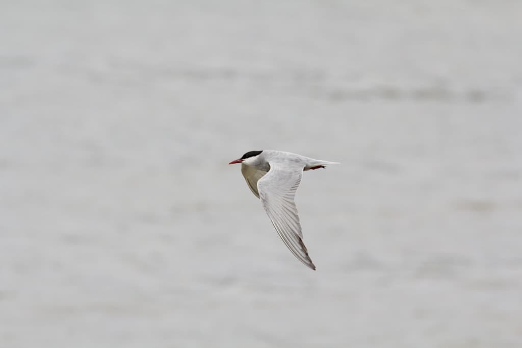 Whiskered Tern