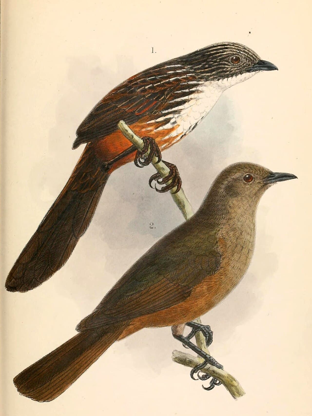 White-throated Grasswren