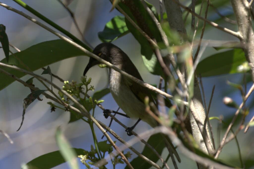 Brown Honeyeater