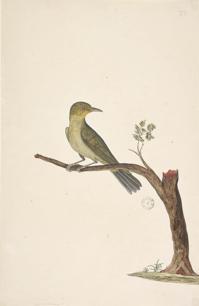 Slender-billed White-eye