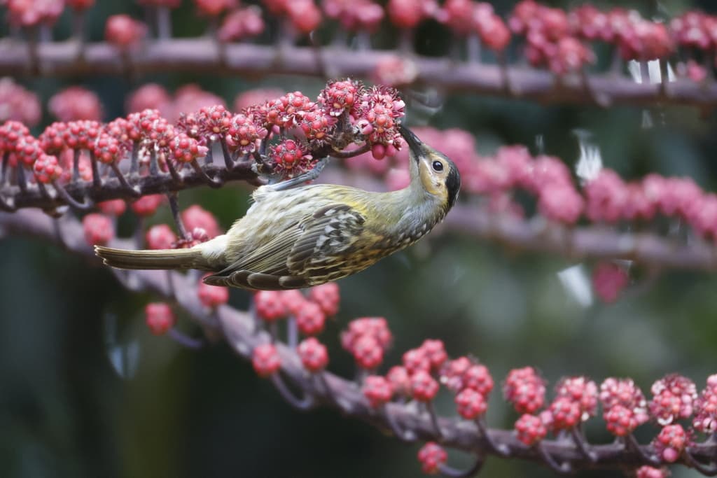 Macleay's Honeyeater