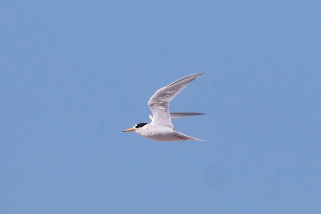 Fairy Tern