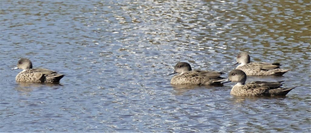 Grey Teal
