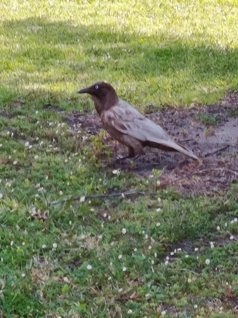 Australian Raven