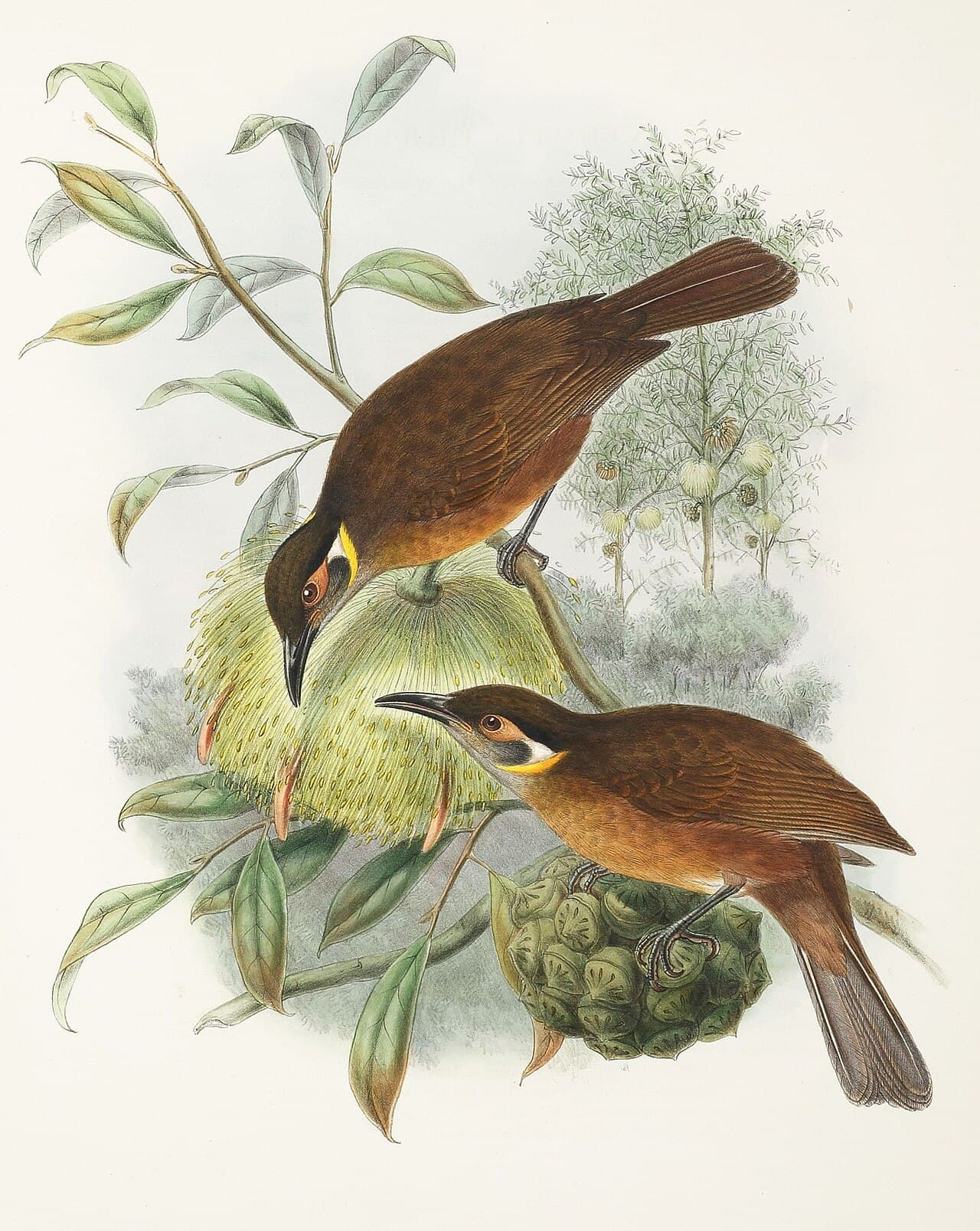 Tawny-breasted Honeyeater