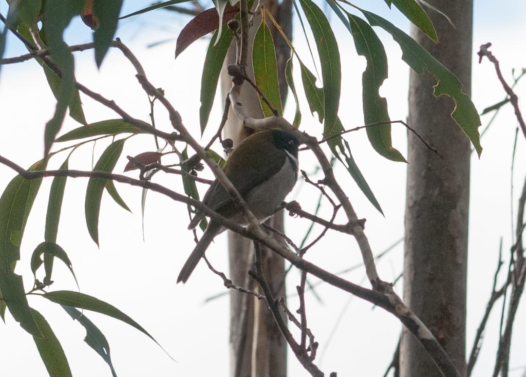 Black-headed Honeyeater