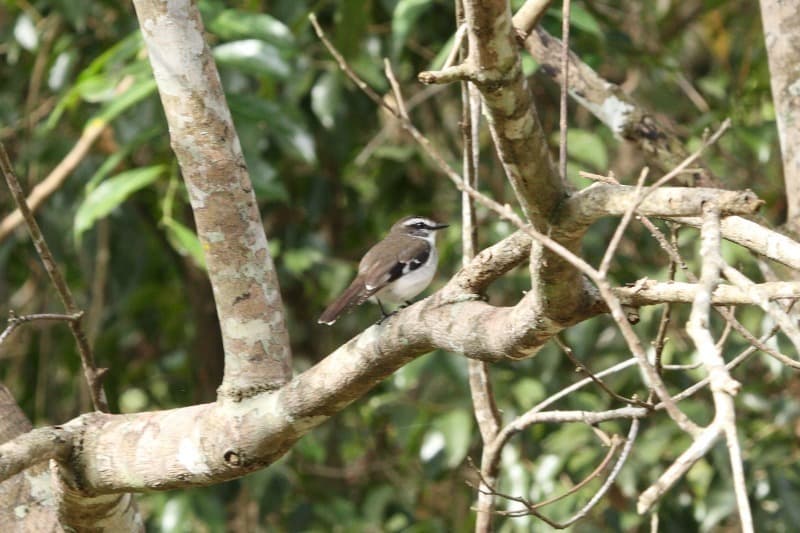 White-browed Robin