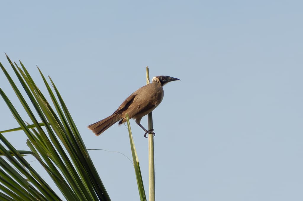 Helmeted Friarbird