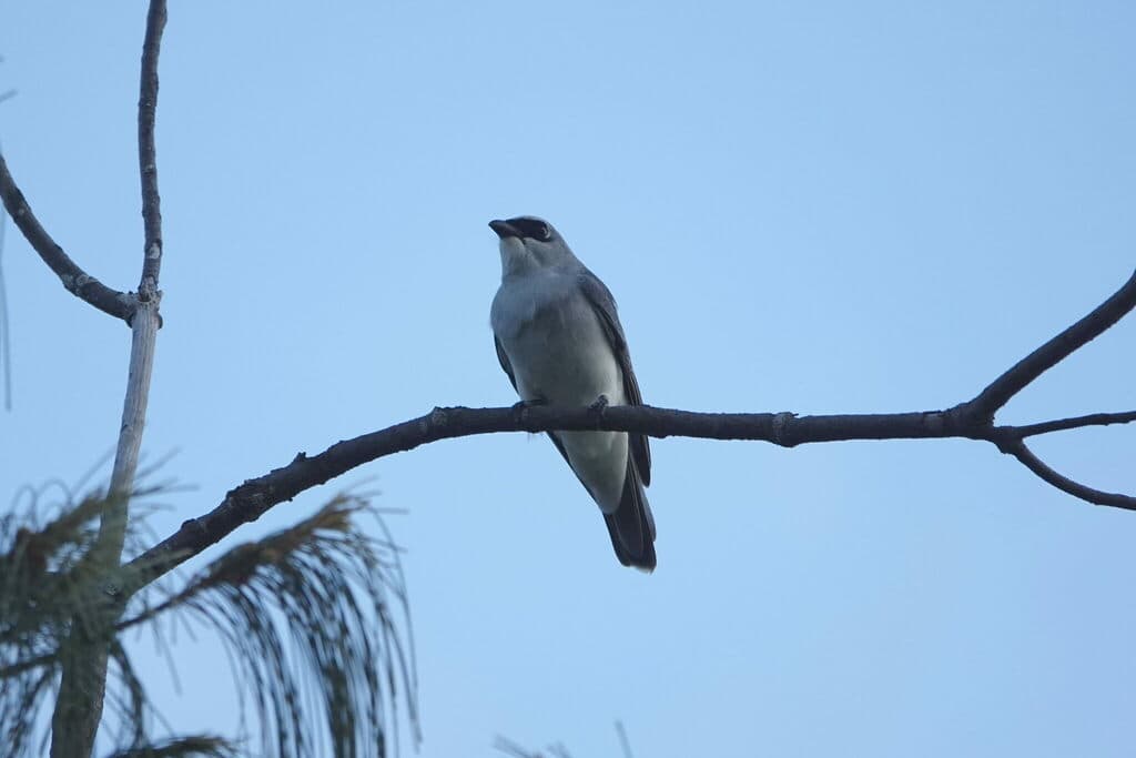 White-bellied Cuckooshrike