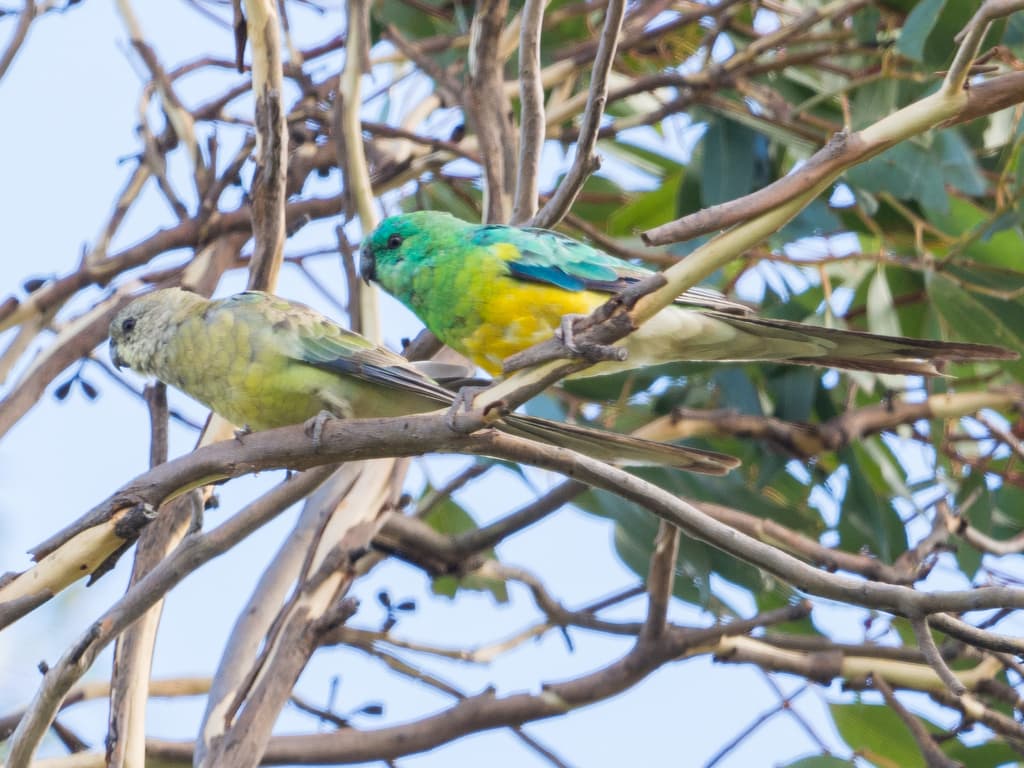 Red-rumped Parrot