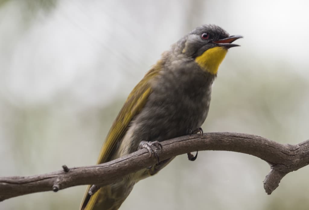 Yellow-throated Honeyeater