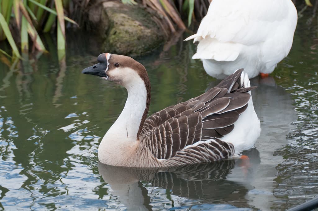 Greylag Goose