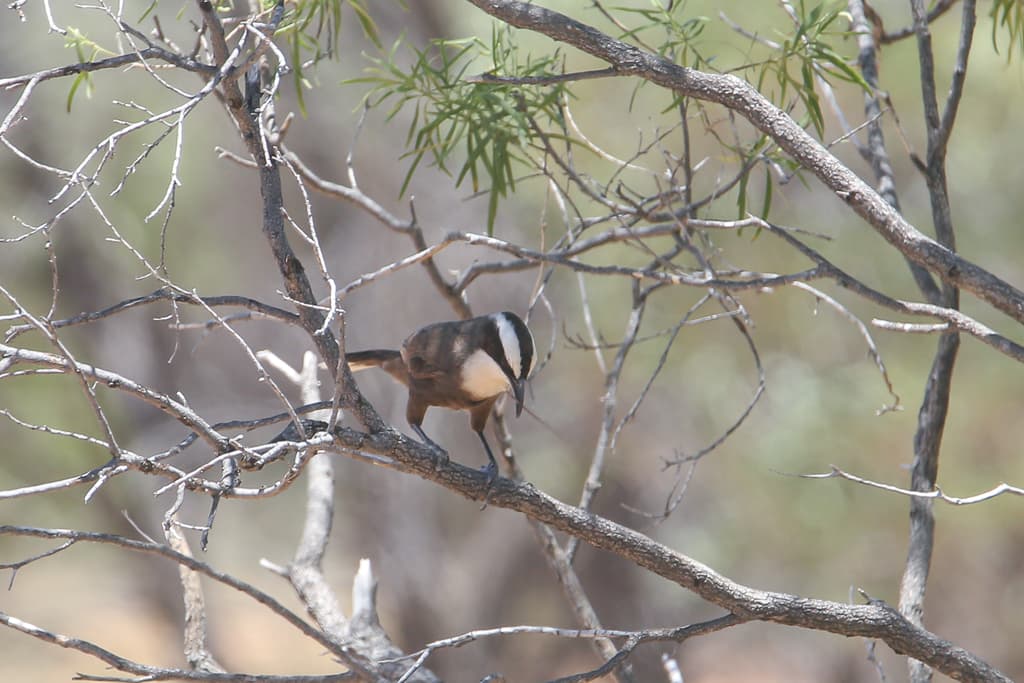 Hall's Babbler