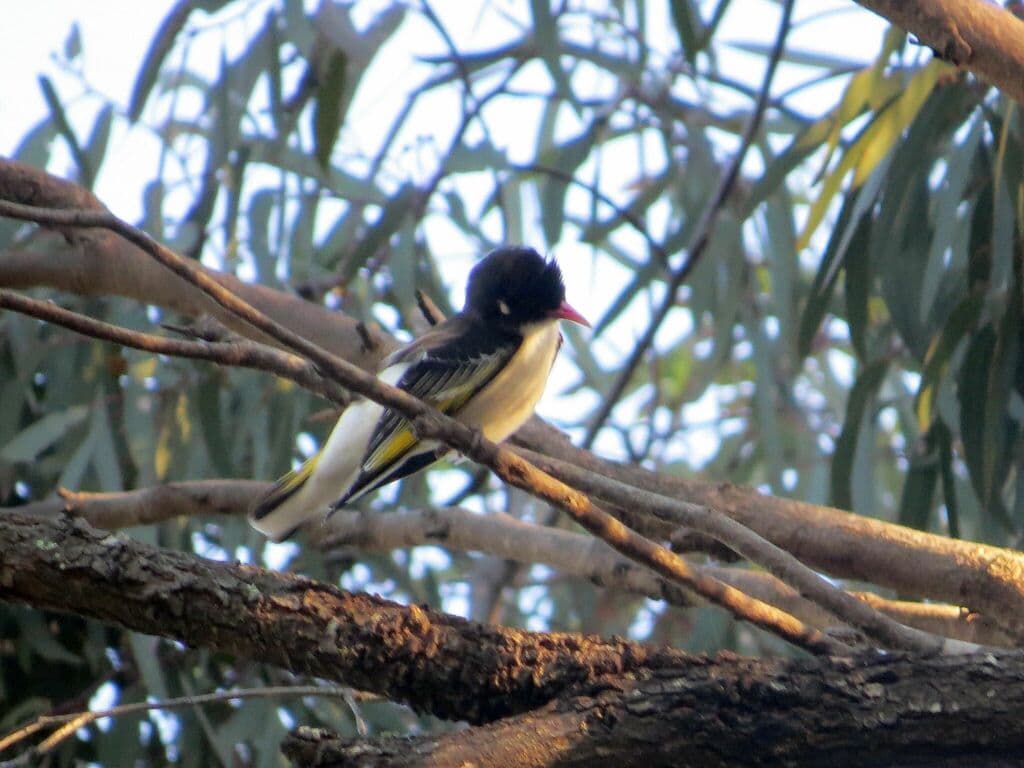 Painted Honeyeater