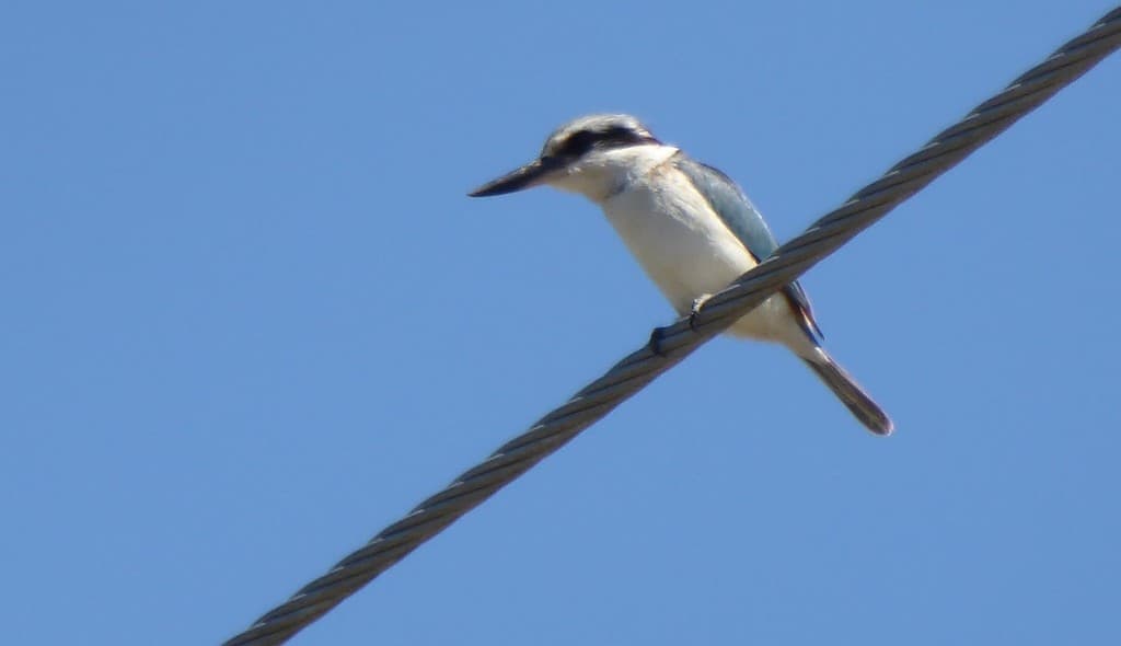 Red-backed Kingfisher