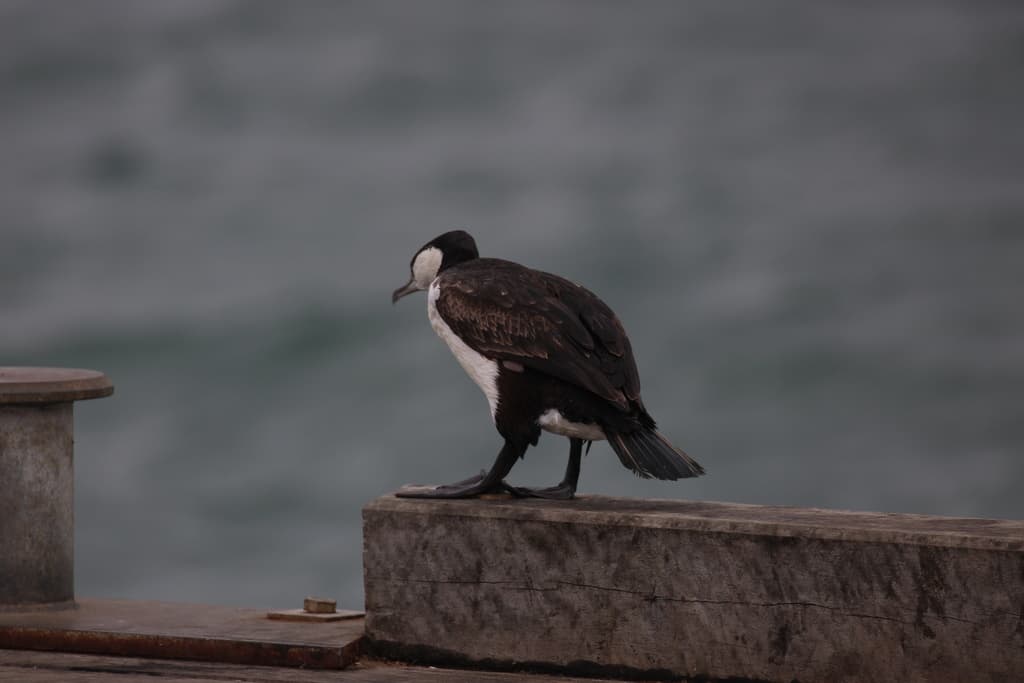 Black-faced Cormorant