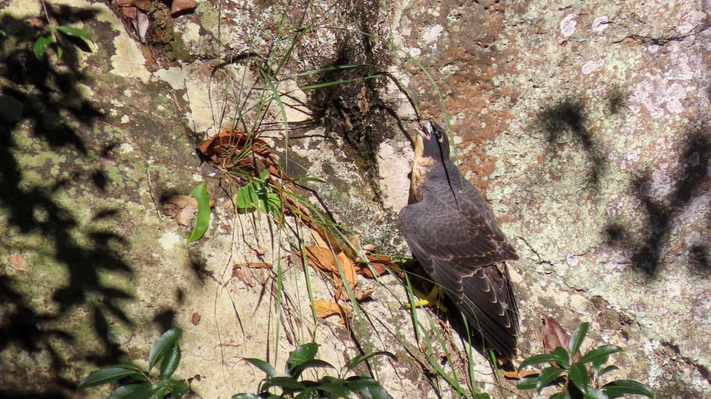 Peregrine Falcon
