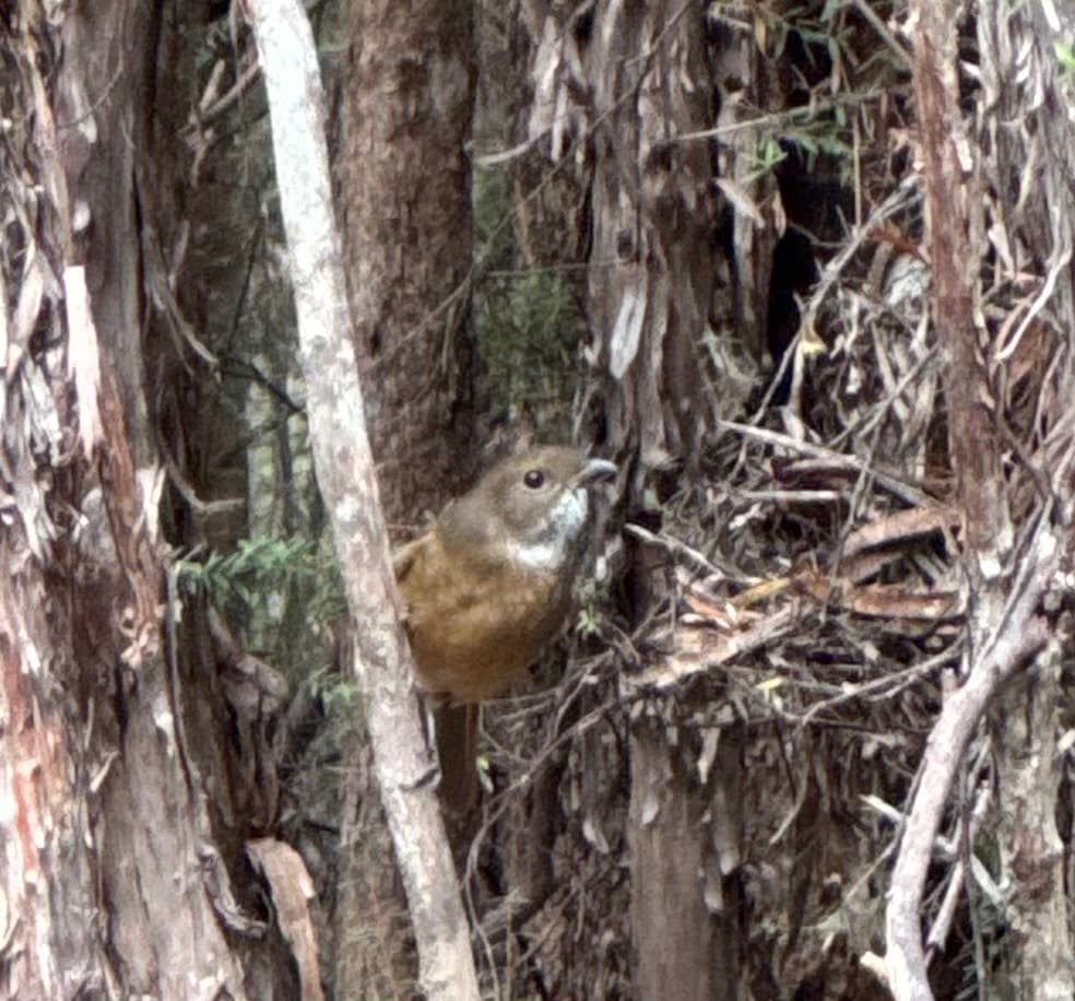 Olive Whistler
