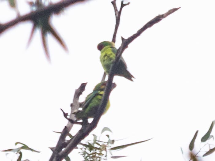 Little Lorikeet