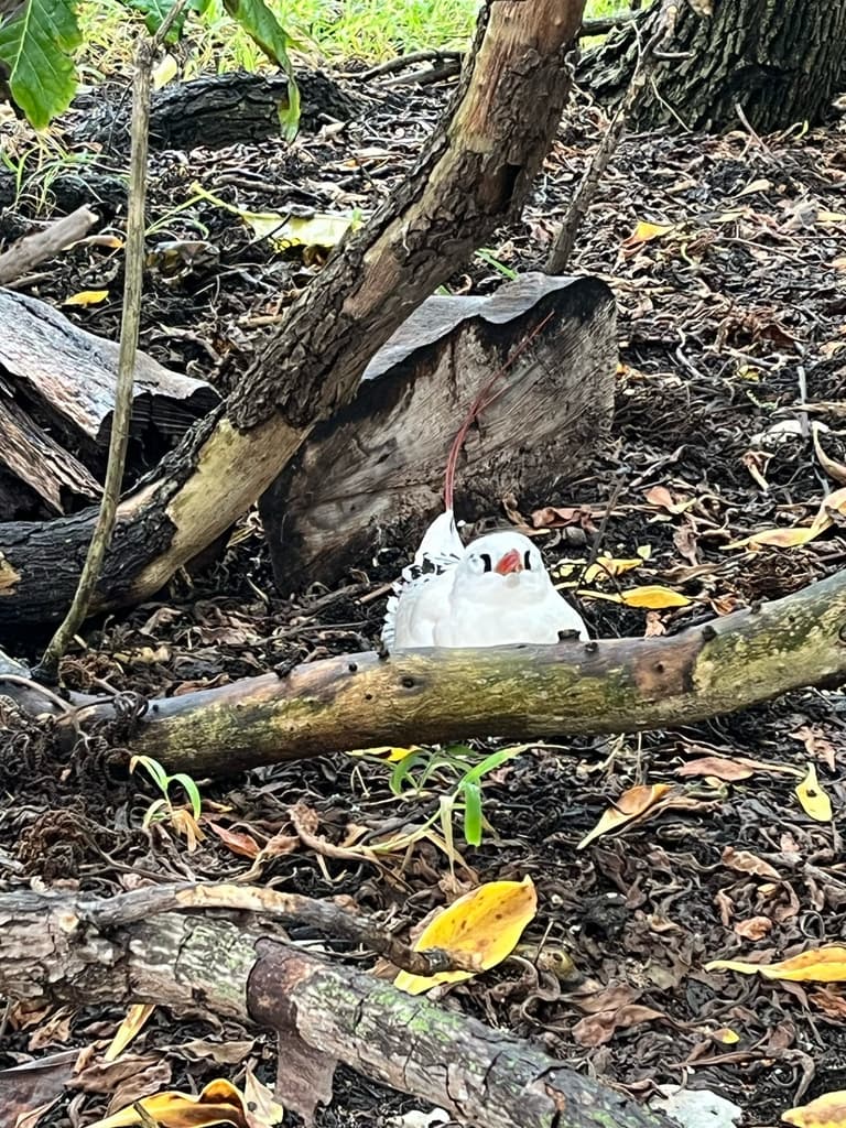 Red-tailed Tropicbird