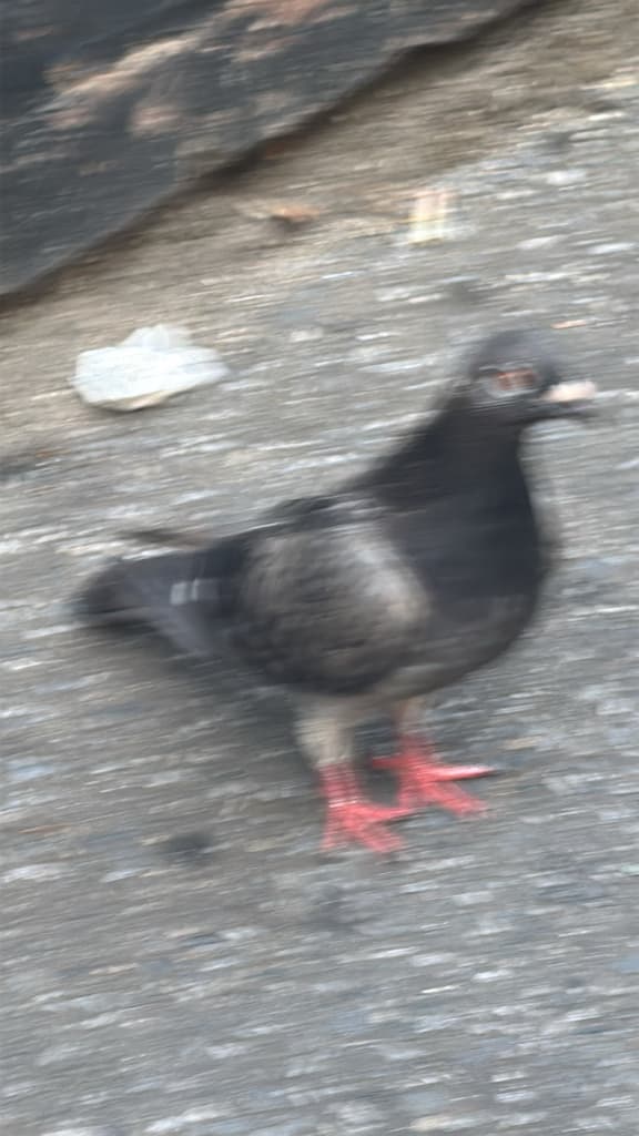 Rock Pigeon