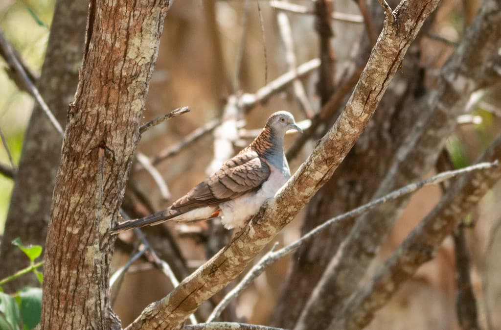 Bar-shouldered Dove