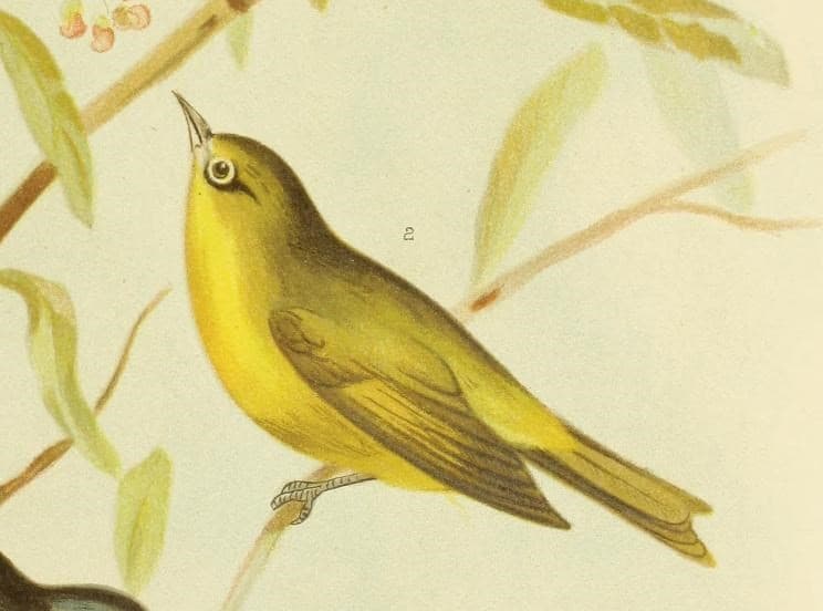 Canary White-eye