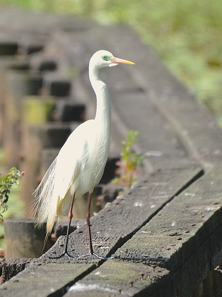 Medium Egret