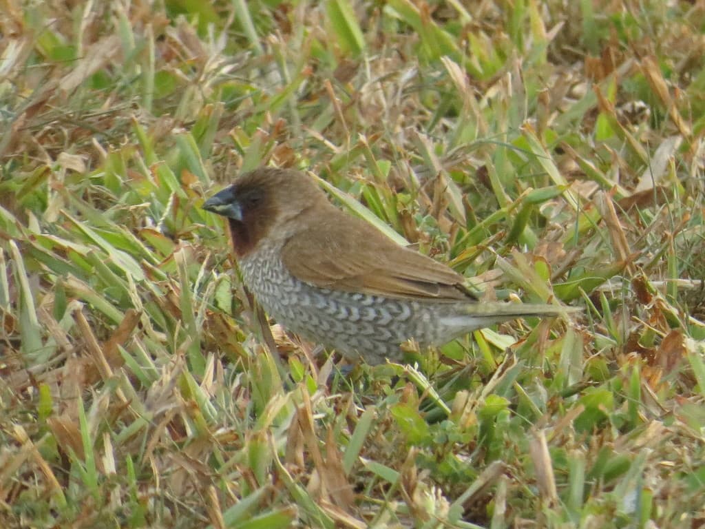 Scaly-breasted Munia