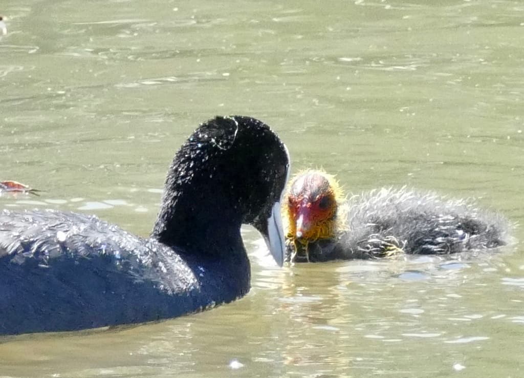 Eurasian Coot