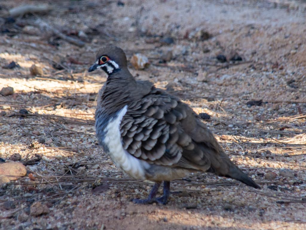 Squatter Pigeon
