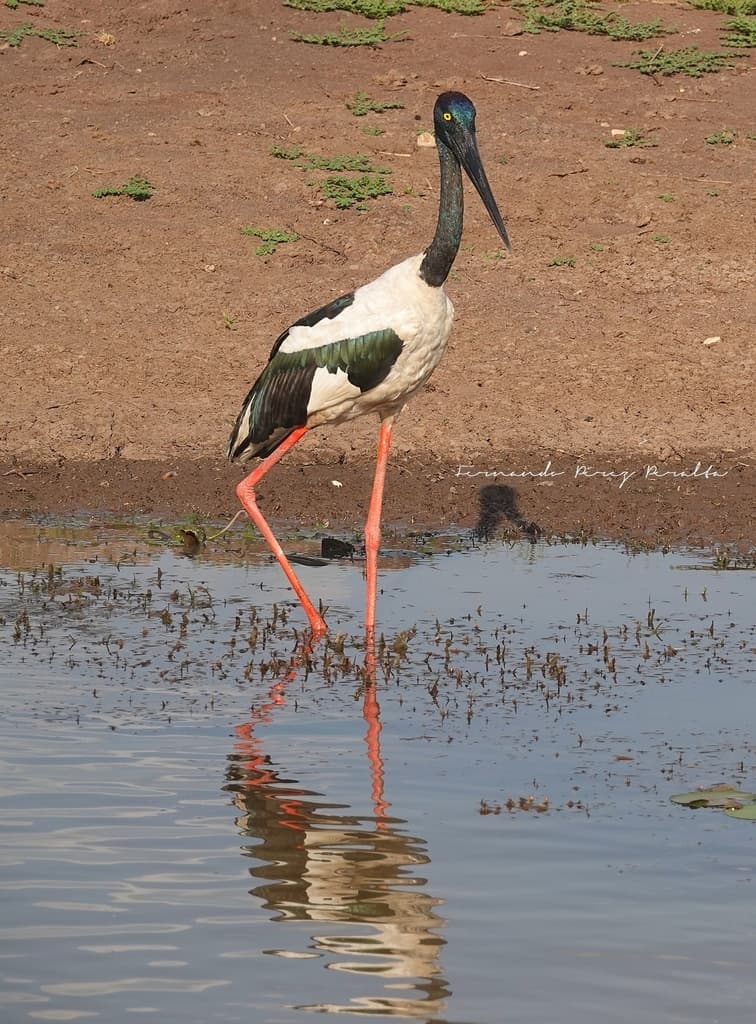 Black-necked Stork